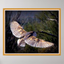 Suche nach schleiereulen poster Tiere