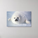 Suche nach siegel leinwandbilder Meeresleben