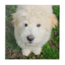 Suche nach kamera fliesen Hund