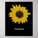 Suche nach sonnenblumen poster Gelb