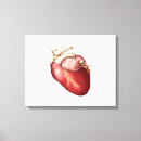 Suche nach ventrikel poster Blutgefäße