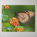 Suche nach wirbellose tiere poster Wildtiere