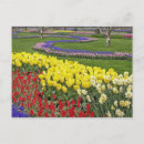 Suche nach narzisse poster Blume
