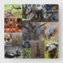 Suche nach australian wildlife poster Kangaroo