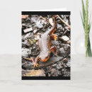 Suche nach salamander Amphibian