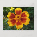 Suche nach rot gelbe blume postkarten Foto