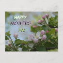 Suche nach rosa blüten postkarten Mother