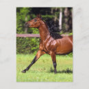 Suche nach arabisches pferd postkarten Rast