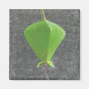 Suche nach knospe magnete Pflanze
