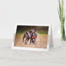 Suche nach puppies karten Hund