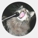 Suche nach gesangkatzen Katzenliebhaber