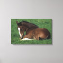 Suche nach warmblood Fohlen