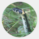 Suche nach zoologie aufkleber Schlange