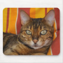 Suche nach bengalische katze mousepads Katzen