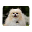 Suche nach zwergspitz magnete Foto