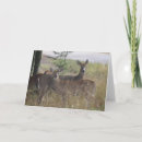 Suche nach weißer schwanz postkarten Wild lebende tiere