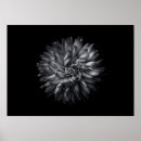 Suche nach weiße blume auf schwarzem hintergrund poster Schwarz weiß