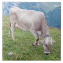 Suche nach weiden fliesen Wiese