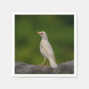 Suche nach albino Selten