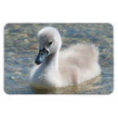 Suche nach mute magnete Baby