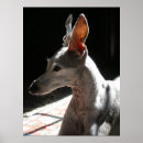Suche nach alle ohren poster Hund
