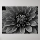 Suche nach dahlie poster Botanischer druck