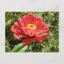Suche nach rot gelbe blume postkarten Zinnie