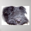 Suche nach scottish terrier poster Silhouette
