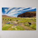 Suche nach alpaca poster Südamerika