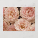 Suche nach wertvolle postkarten Rose