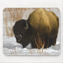 Suche nach yellowstone nationalpark mousepads Bison