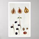 Suche nach muskatnuss poster Botanisch