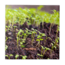 Suche nach makro fliesen Pflanze