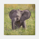 Suche nach kenya magnete Elefant