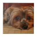 Suche nach yorkshire terrier fliesen Welpe