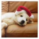 Suche nach kamera fliesen Hund