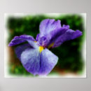 Suche nach iris aquarell poster Natur