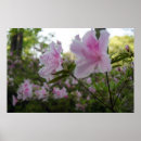 Suche nach rosa azaleen poster Naturfotografie
