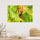 Suche nach grüne schnecke poster Natur