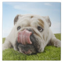 Suche nach lachs fliesen Tiere