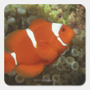 Suche nach seeanemone aufkleber Tier