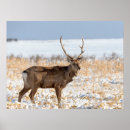 Suche nach bock poster Schnee