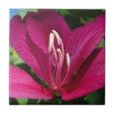 Suche nach orchid fliesen Tropisch