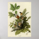 Suche nach vogelnest poster Audubon