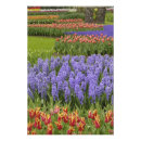 Suche nach blaue hyazinthen poster Europa