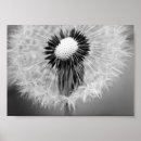 Suche nach taraxacum poster Natur