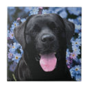 Suche nach schwarzes labrador fliesen Schwarzer labrador retriever