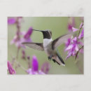 Suche nach bunter kolibri postkarten Vintag