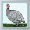 Suche nach guinea poster Vögel