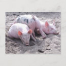Suche nach lustiges schwein postkarten Tiere